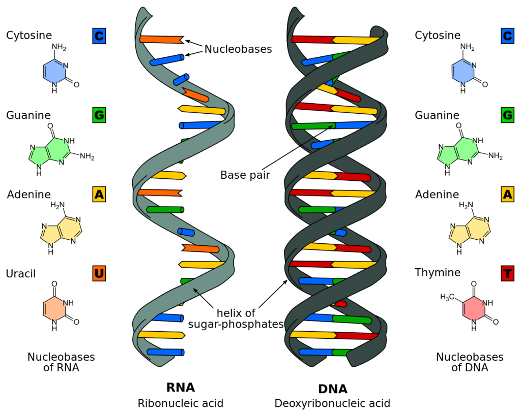 DNA_RNA.png