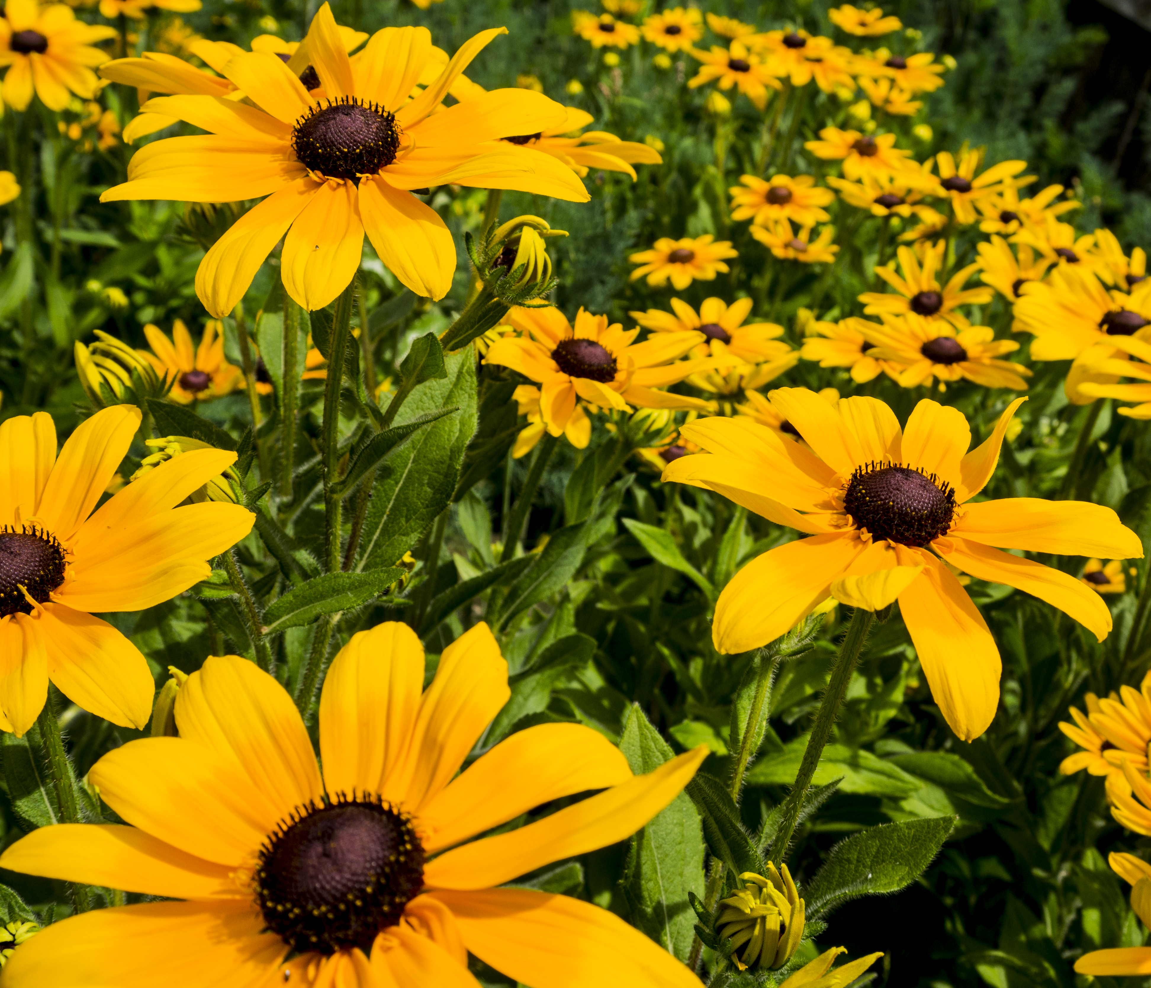 Brown_eyed_susans__PS__P1080605.jpg