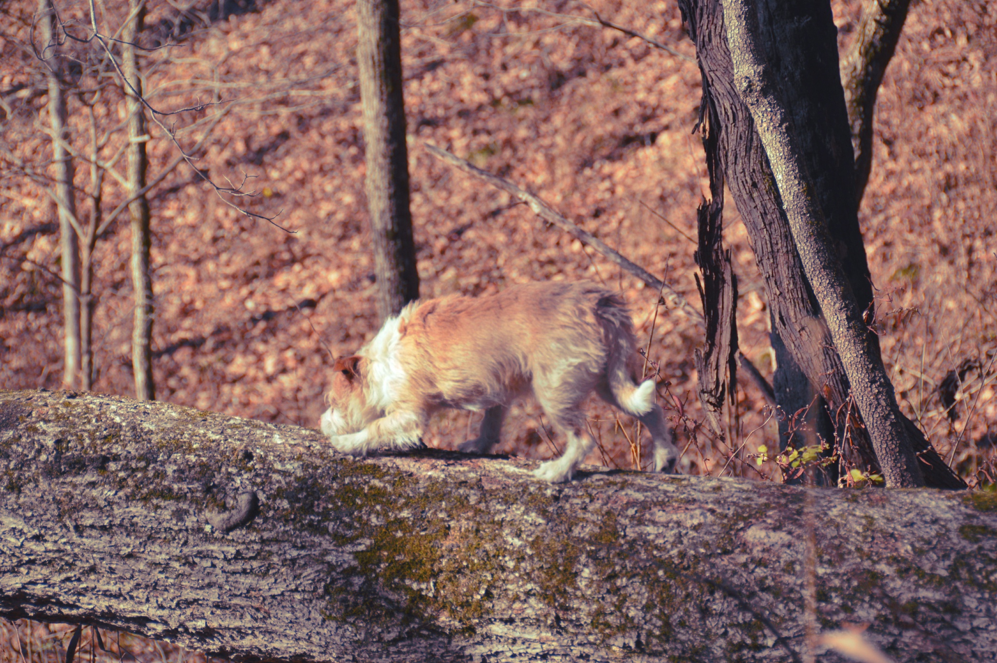 DSC_0027.JPG