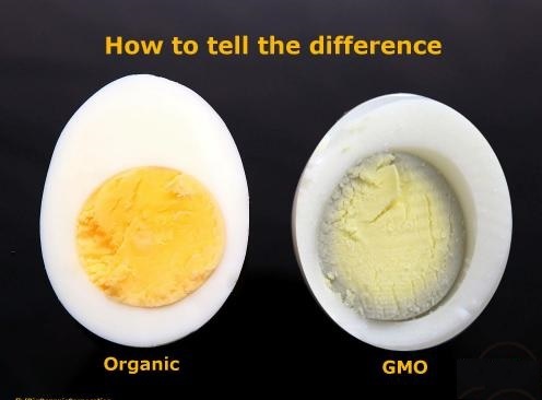 gmo diff.jpg