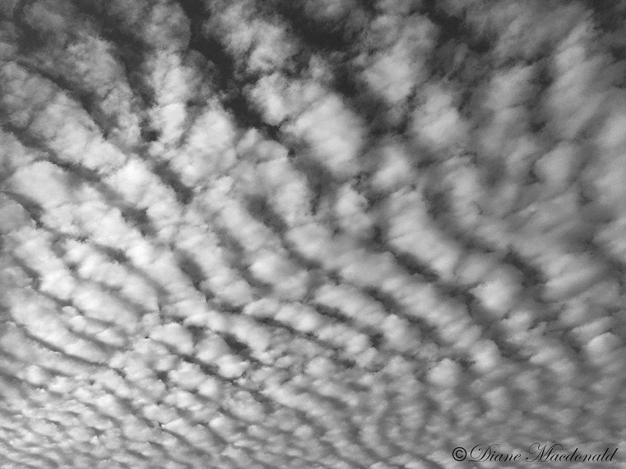 mackerel sky.jpg