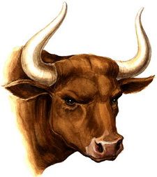 bull_head-600x674.jpeg