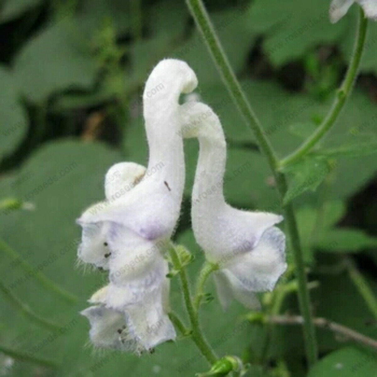 12-sementes-de-orquidea-cisne-para-mudas-exotica-e-rara--D_NQ_NP_189811-MLB20660978381_042016-F.jpg