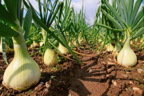 Cultivo de la cebolla en el huerto.jpg