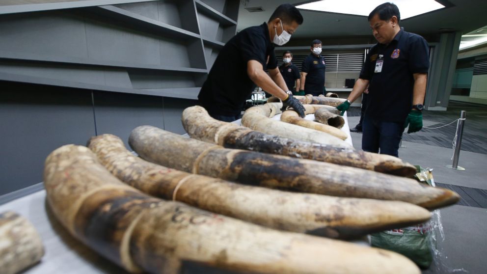 Thailand seizes large elephant tusks.jpg