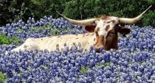 TX Longhorn.jpg