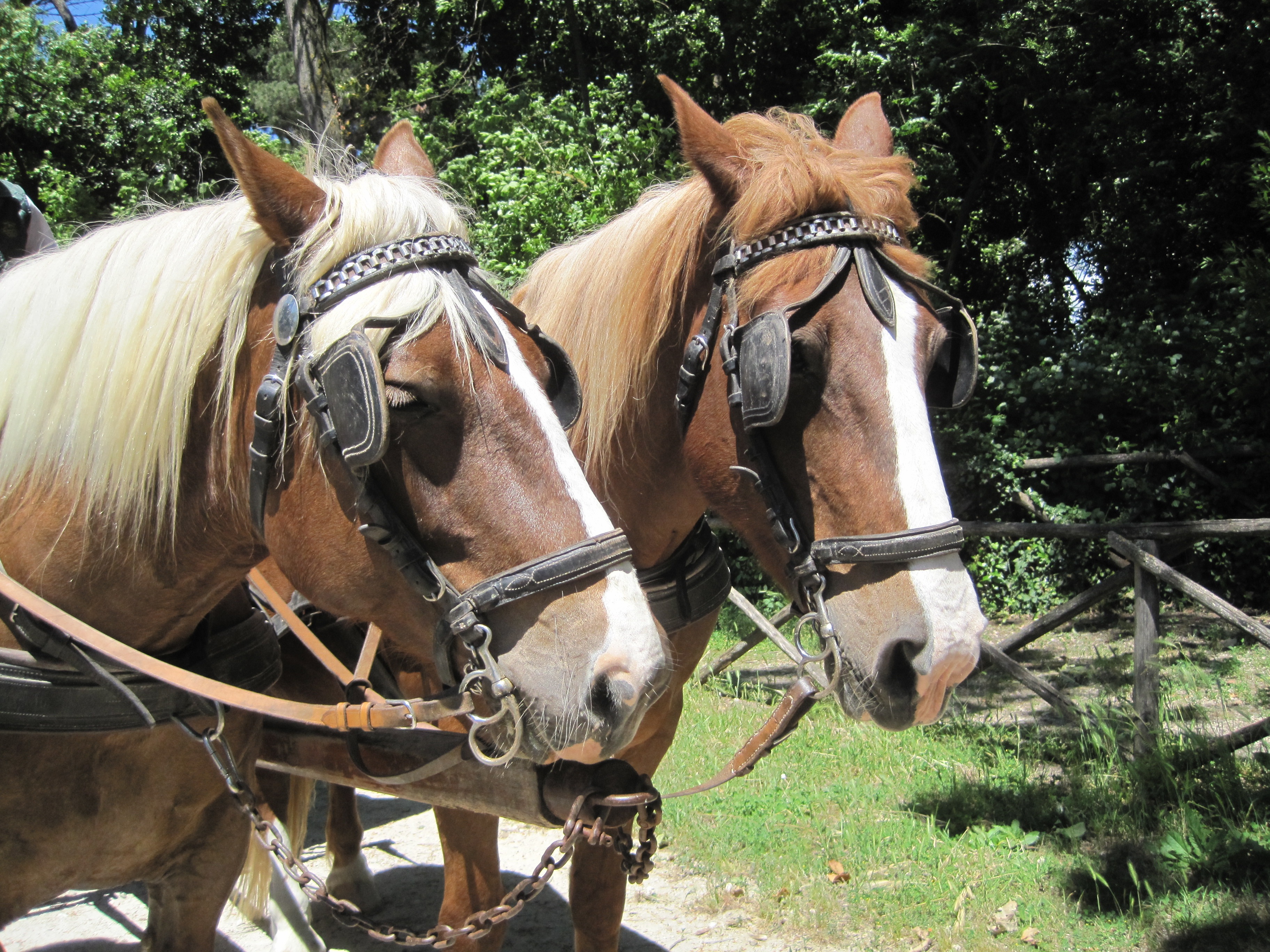 nature-animal-vehicle-horse-brown-rein-stallion-mane-bridle-riding-horses-animals-head-mare-carriage-halter-pack-animal-eventing-trail-ri.jpg