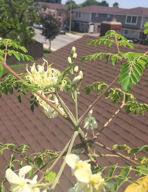 moringa 2.JPG