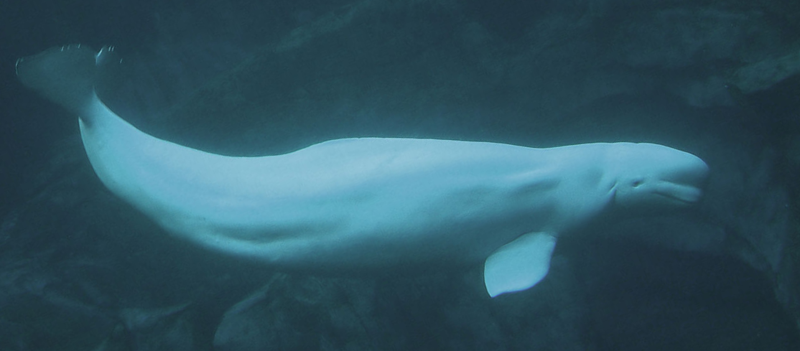 8. Beluga Whale.png