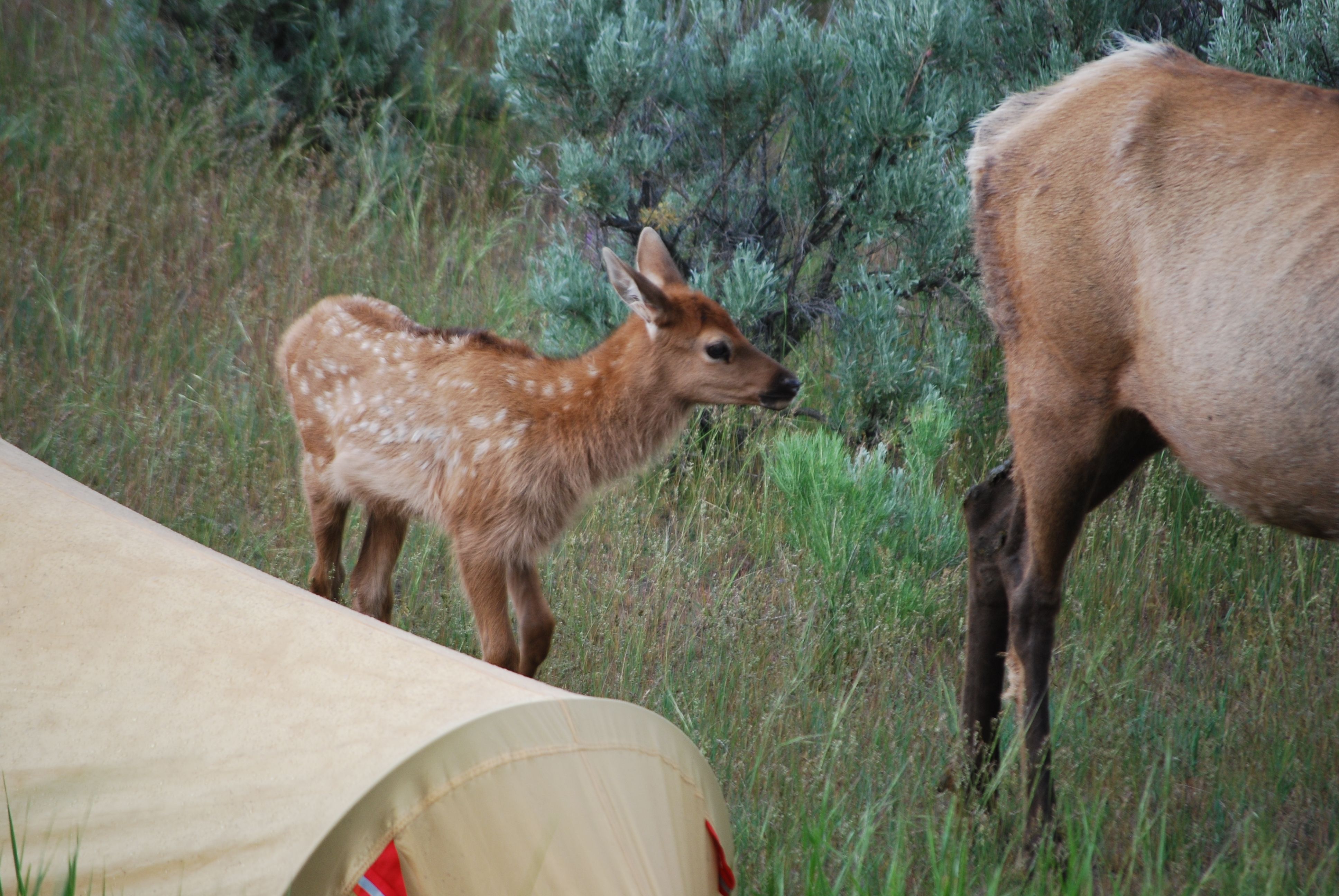 2008_Yellowstone_550.jpg