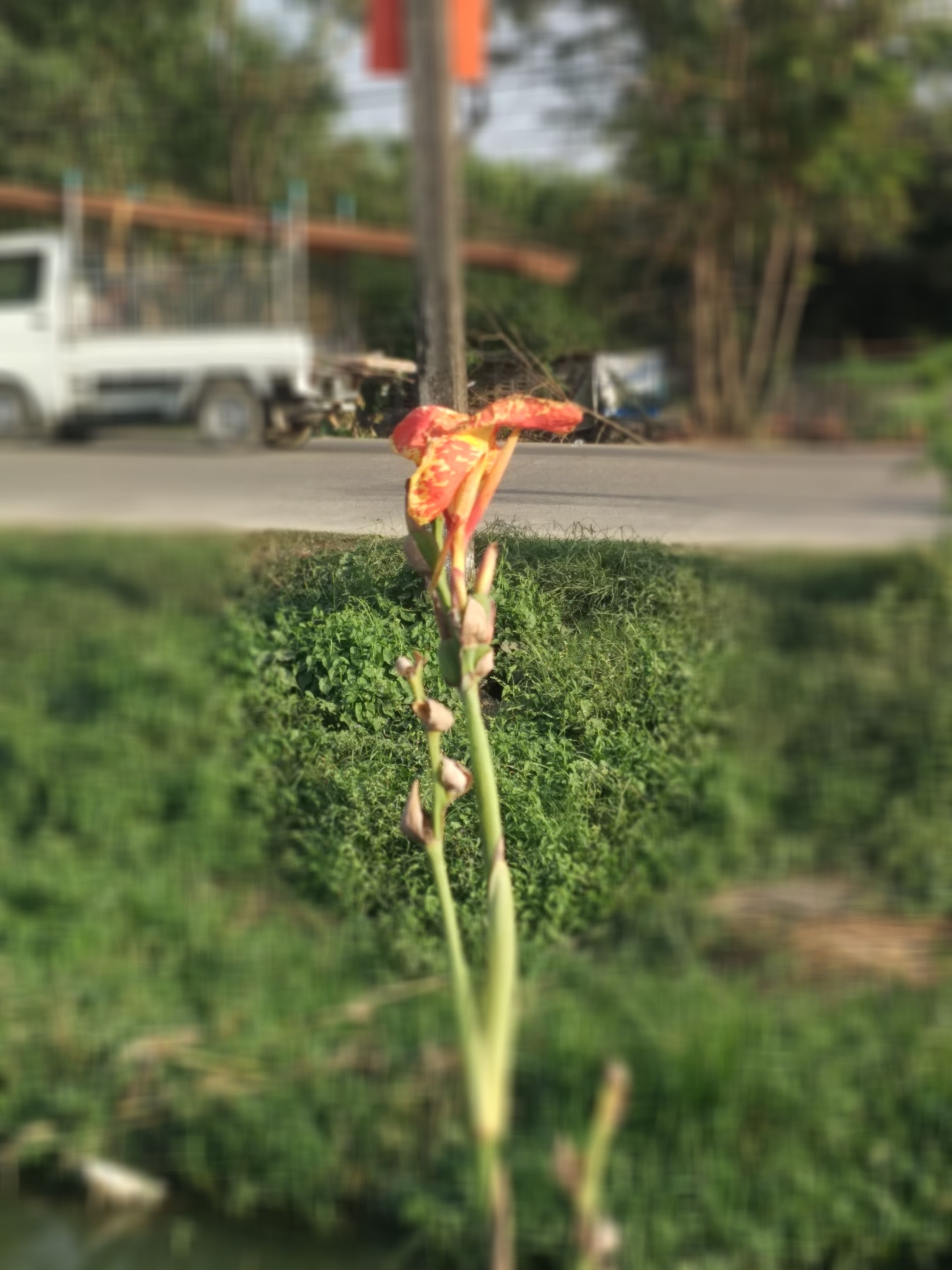 flower.jpg