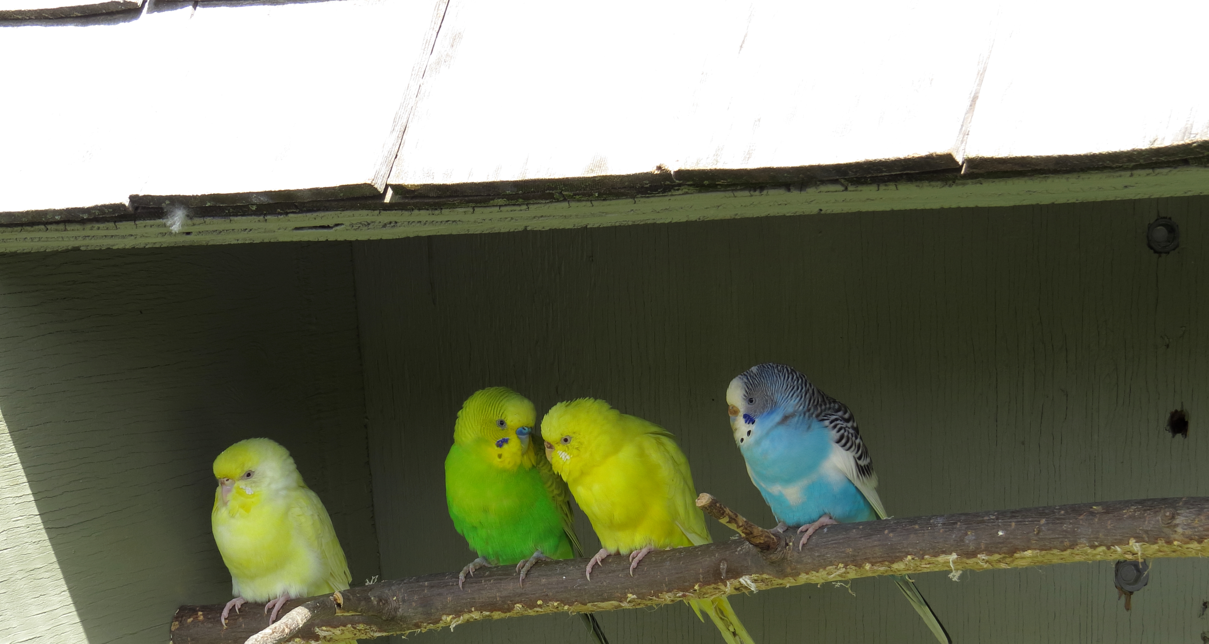 Group of Parakeets - Copy.jpg