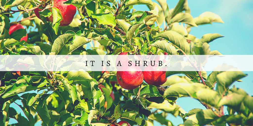 Green and Yellow Photo Quotes Fall Twitter Post (2).png