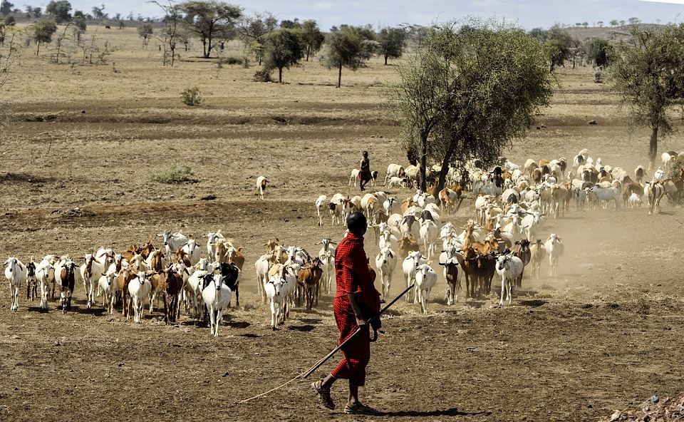 maasai-herdsman-802888_960_720.jpg