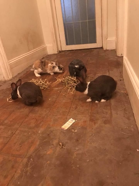 Bunnies Four.jpg