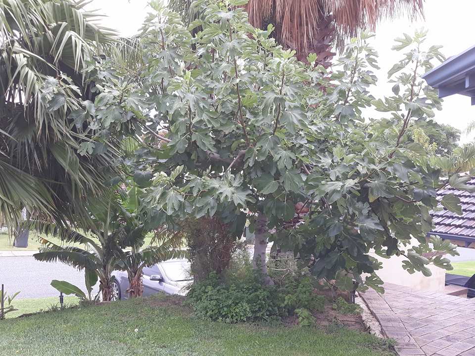 fig1.jpg
