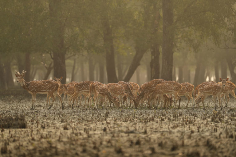 Beautiful-Bangladesh-Inside-Sundarban-768x512.jpg