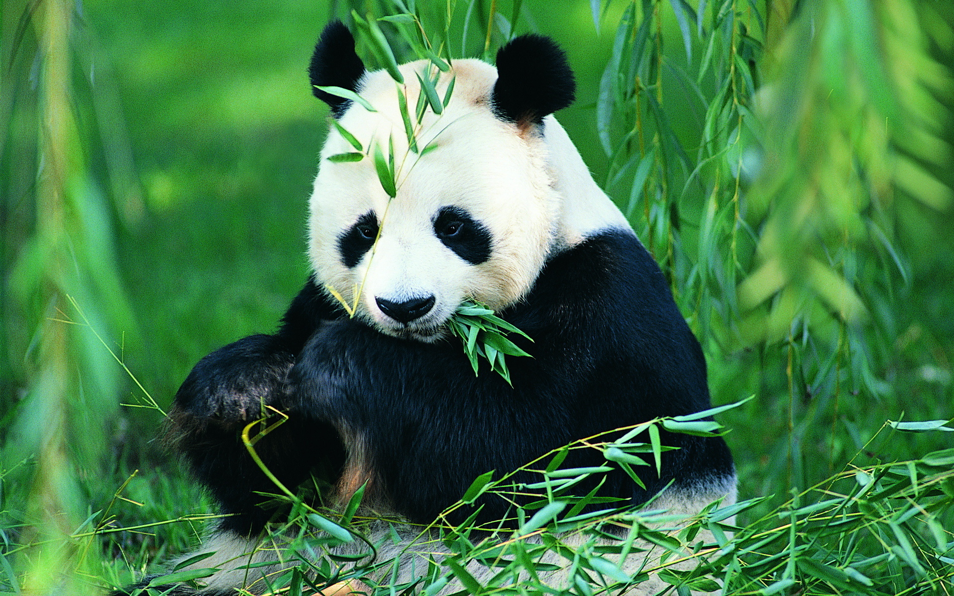 Panda_wallpaper_024.jpg