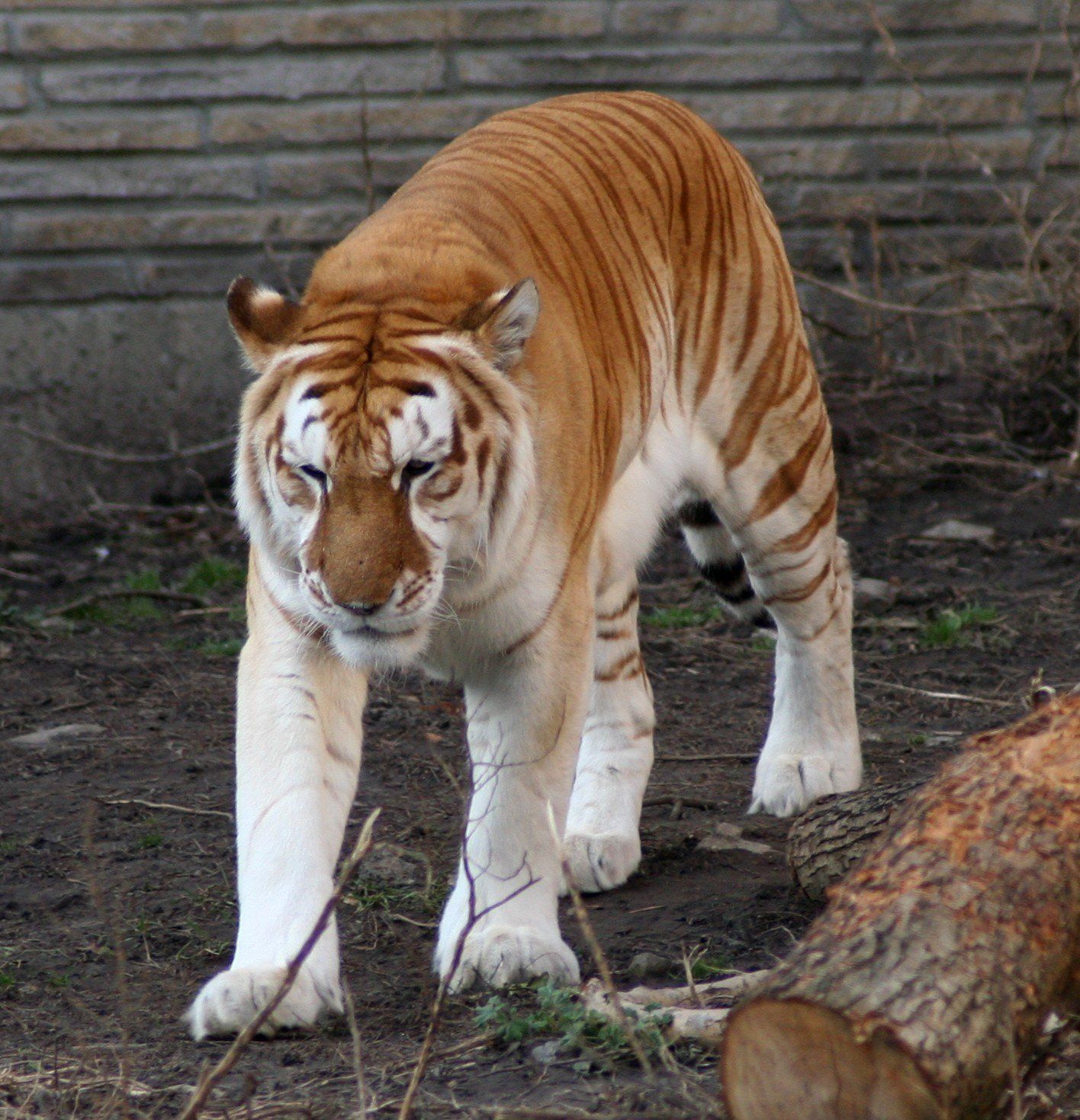 Golden_tiger_1_-_Buffalo_Zoo.jpg