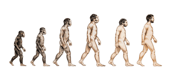 homo-Evolution.gif