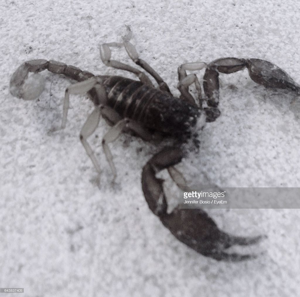 closeup-of-scorpion-on-snow-covered-field-picture-id643837405.jpeg