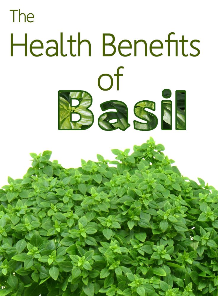 Health Benefits of Basil Steemit