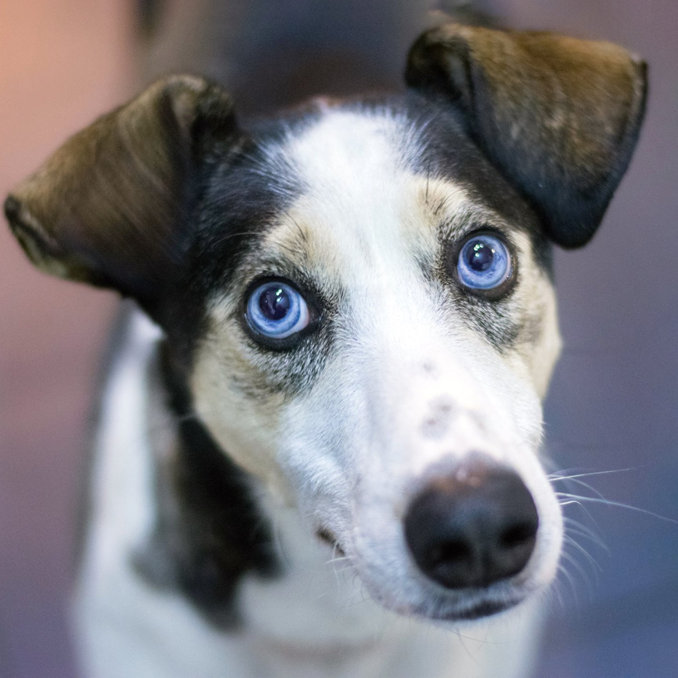 murphydog