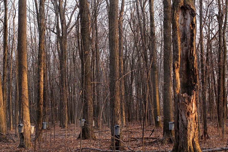 maple trees tappers buckets.jpg