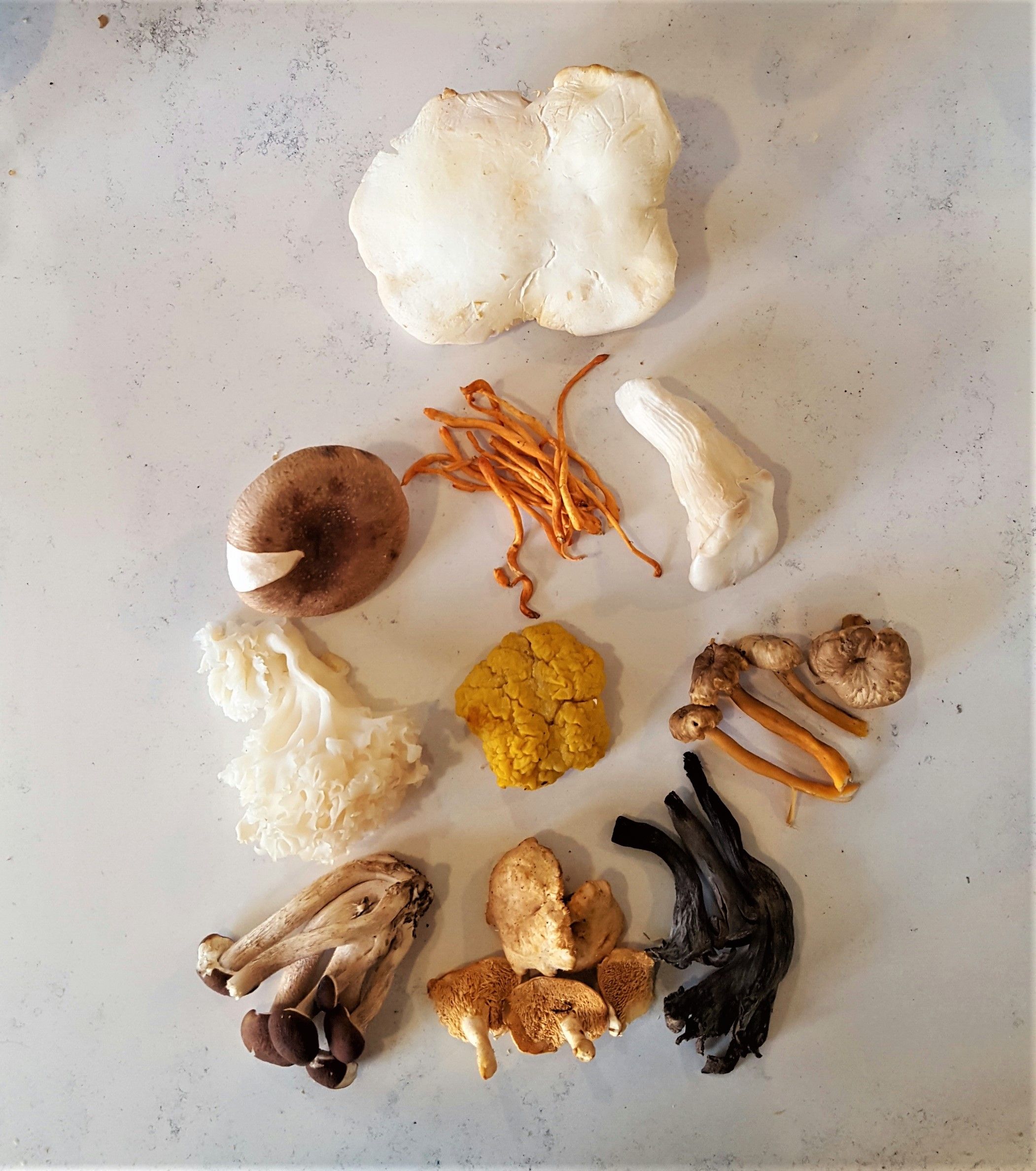 12 mushrooms