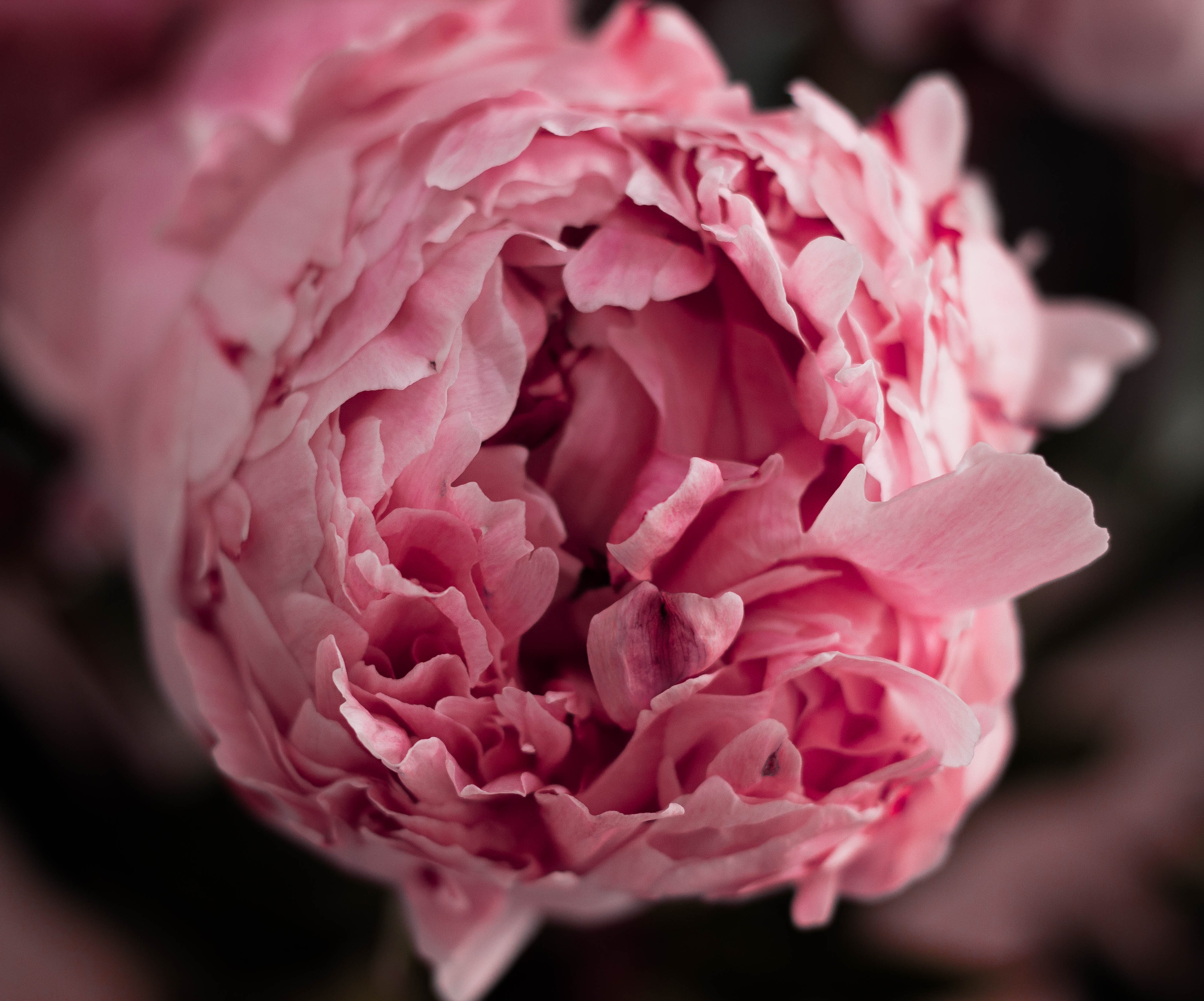 peony in love