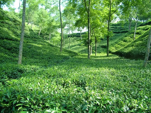 srimangol tea garden.jpg