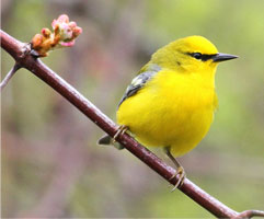 blue-winged-warbler.jpg