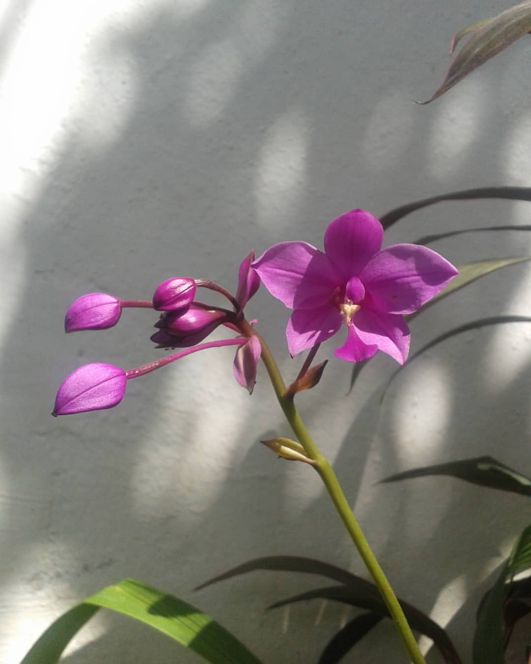 Orquideas.jpg