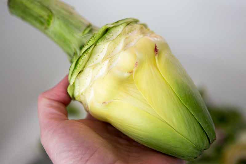 artichoke-soup-method-1.jpg