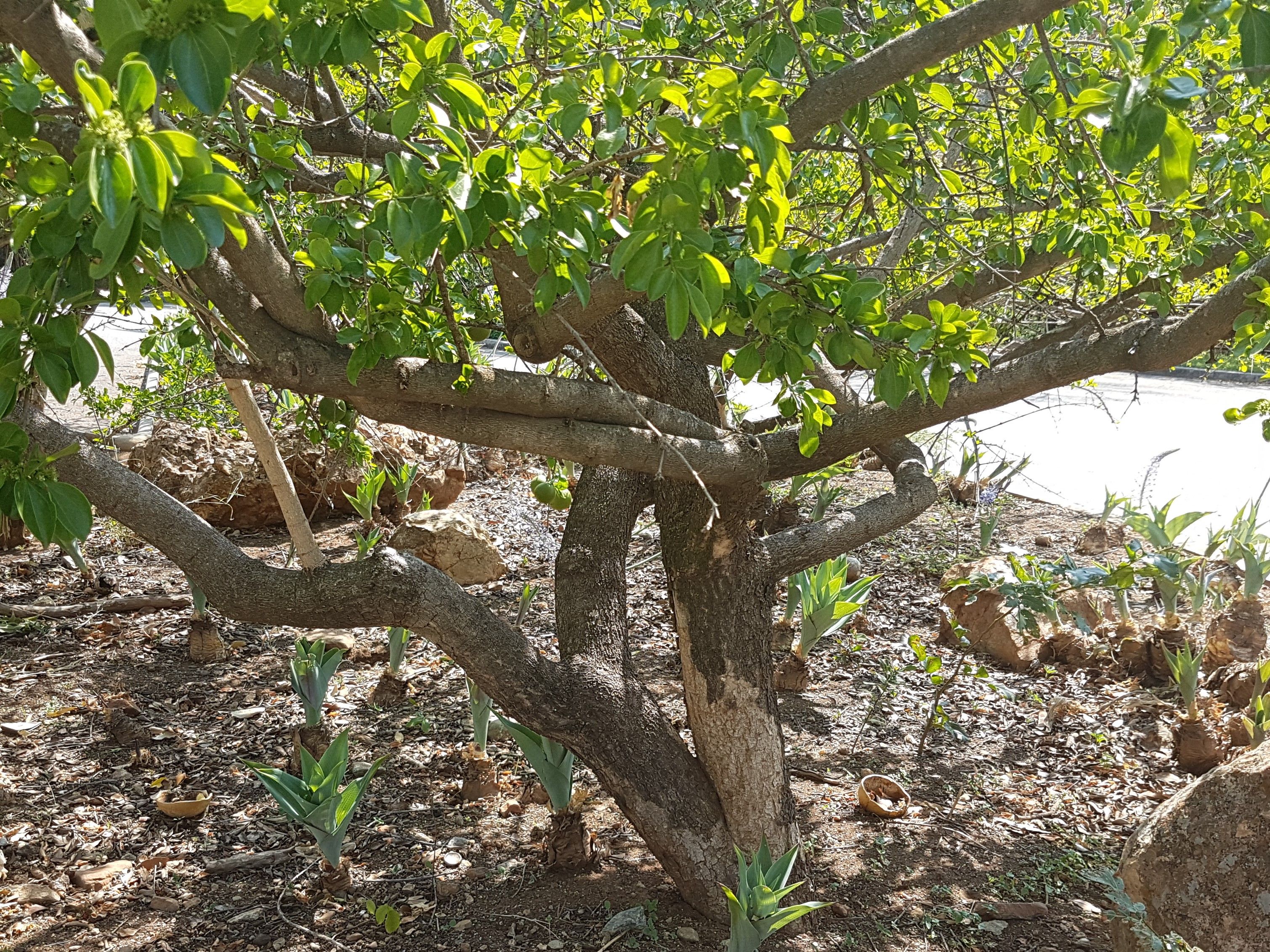 Tree Tuesday Strychnos Monkey Orange — Steemit