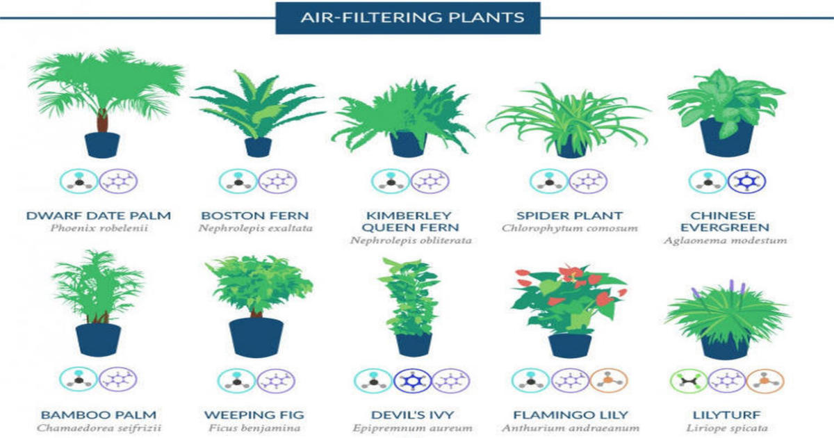18 Plants To Purify The Air In Your House Steemit 18 Plants To Purify The Air In Your House