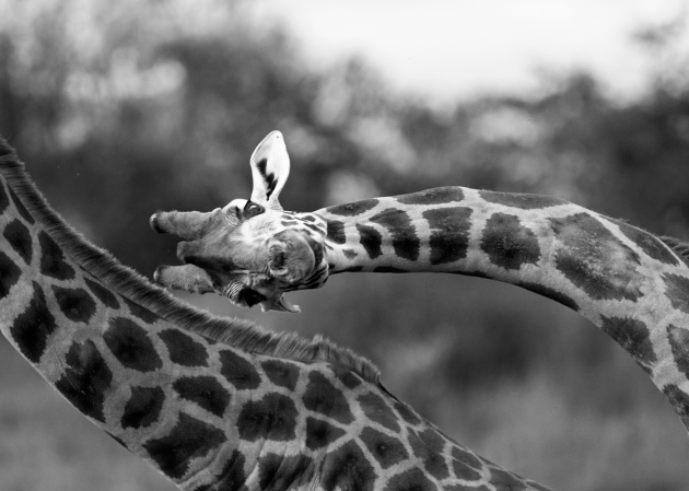 Beautiful Giraffes could have advanced long necks to keep cool.jpg