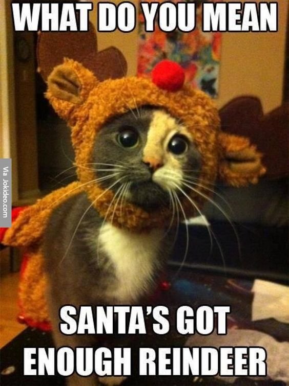 30-funny-animal-christmas-quotes-cutest-cats-within-funny-christmas-animal-pictures-2017.jpg