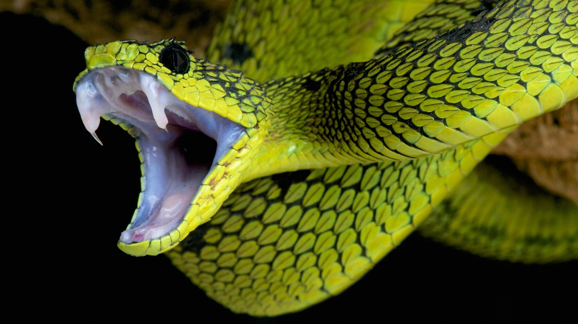 Snakes-fangs.ngsversion.1413818001976.adapt.1900.1.jpg