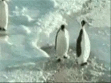 Penguin Slap GIF.gif