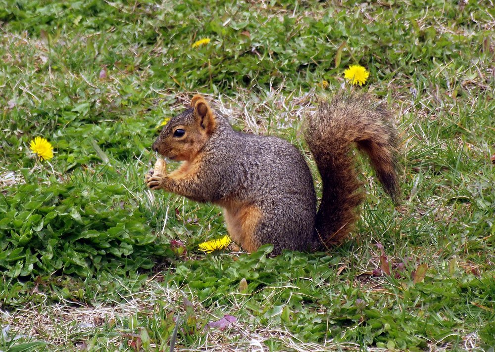 dailypetphotography, naturephotography, peanut is back, day 2, photography by jeronimorubio 2018 (4).jpg