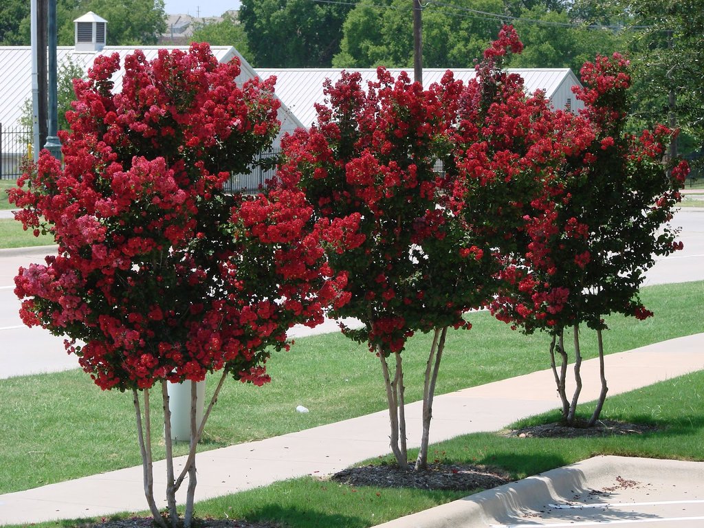 crape-myrtle-trees-red_1024x1024.jpg