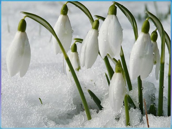 snowdrop flower.jpg