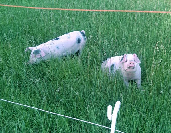 Silly piggies1 crop June 2016.jpg