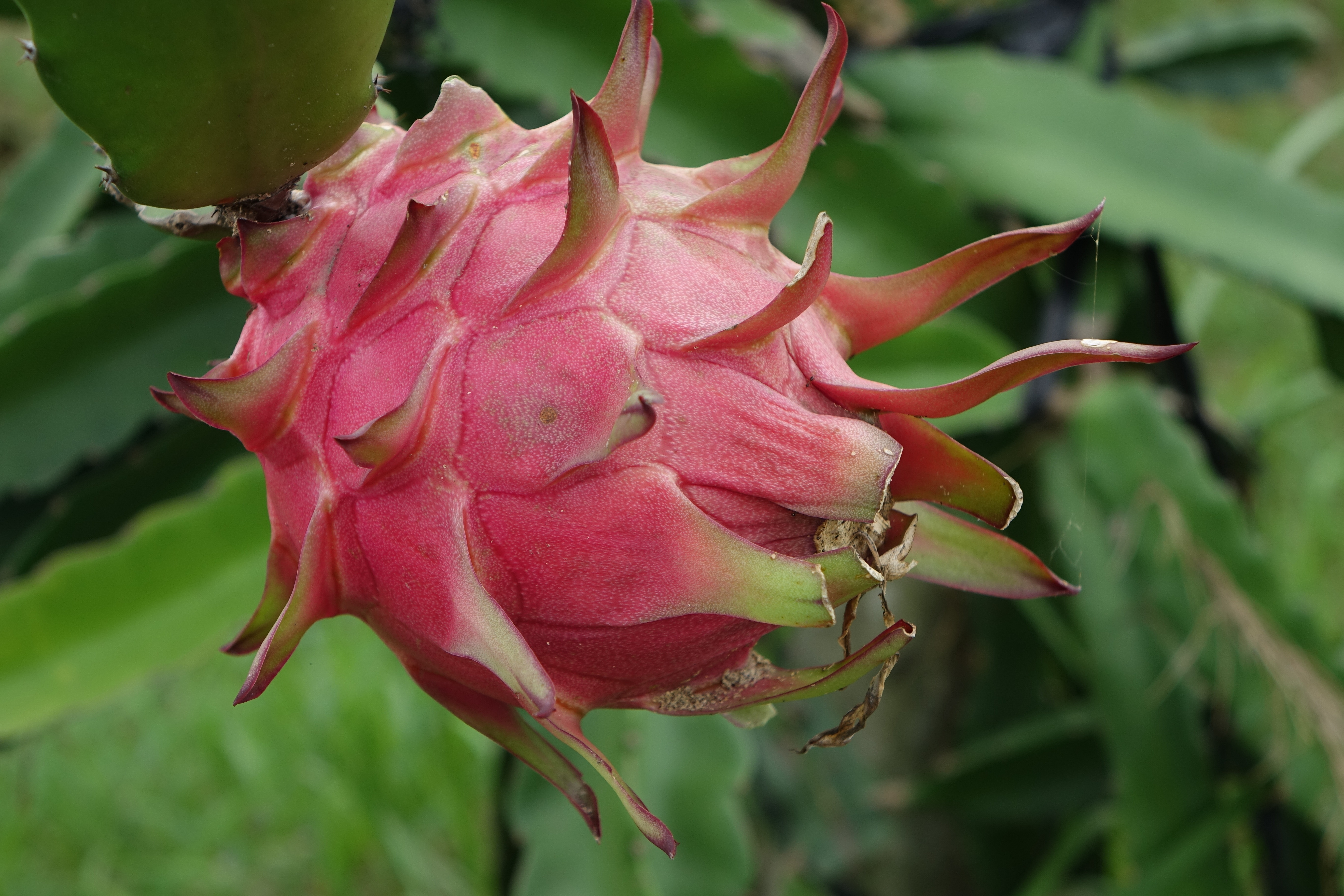 red-dragon-fruit-1973815.jpg