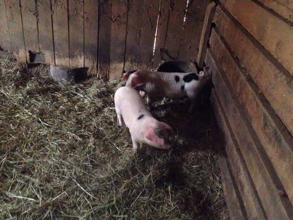 Piggies2 crop May 2017.jpg