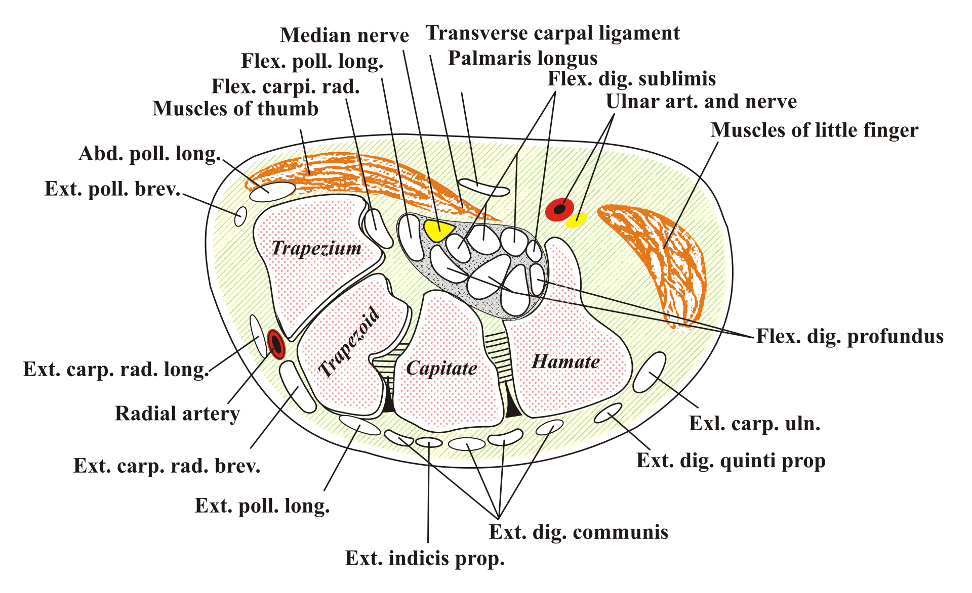 Carpal-Tunnel.svg.png