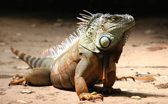 iguana-2039719__340.jpg