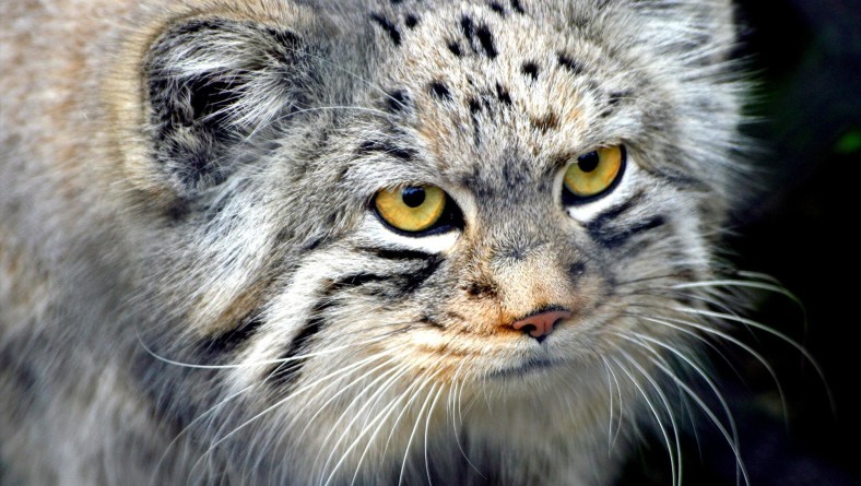 manul cat.jpg