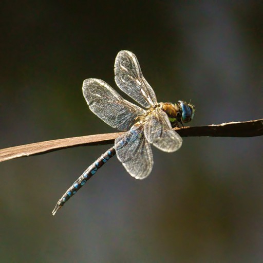 DRaGoNFLy6-signed.jpg